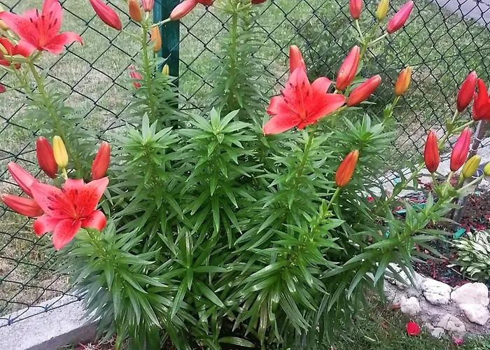 بيت للعطل Mala Kelja Lux *