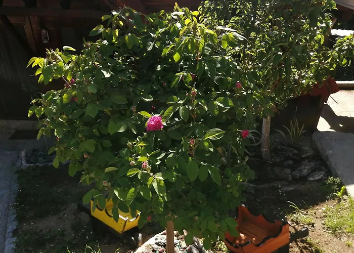 Mala Kelja Lux * رودنيك